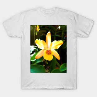 Backlit Orchid T-Shirt